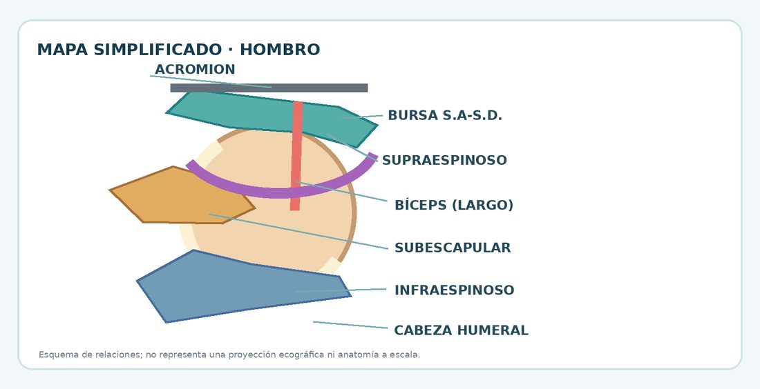 Mapa simplificado de las estructuras del hombro